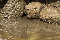 Galapagos giant tortoises, (Chelonoidis nigra) taking mud bath, Galapagos Islands, vulnerable species.