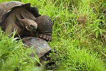 Galapagos giant tortoises (Chelonoidis nigra) mating, Galapagos Islands. Vulnerable species.