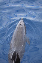 Bottle Nosed Dolphin (Tursiops truncatus) riding the bow wake of boat,  Galapagos Islands, January.