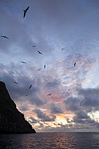Magnificent Frigatebirds (Fregata magnificens) flying at dusk, Wolf Island, Galapagos Islands.
