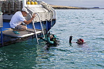 Dive master checking equipment and divers and giving the OK signal.   Galapagos Aggressor live-aboard dive boat, Galapagos Islands. September 2011. Property and model released.