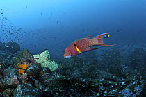 Hogfish (Bodianus diplotaenia) Galapagos Islands.