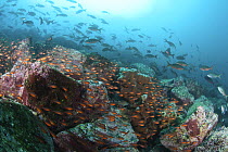Shoal of small (unidentified) fish and Pacific creolefish (Paranthias colonus) over lava rock islands Galapagos Islands.