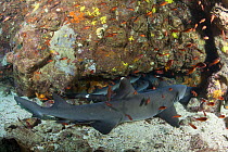Sleeping white-tip reef sharks (Triaenodon obesus) Galapagos Islands.