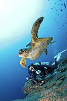 MR Female diver with green sea turtle (Chelonia mydas) Galapagos Islands..