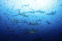 Large school of scalloped hammerhead sharks (Sphyrna lewini). Galapagos Islands.