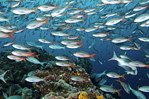 Schooling Pacific creolefish (Paranthias colonus)  Galapagos Islands.