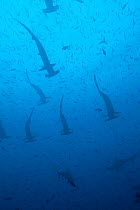 Large school of scalloped hammerhead sharks (Sphyrna lewini). Galapagos Islands.
