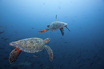 Green sea turtles  (Chelonia mydas) Galapagos Islands.