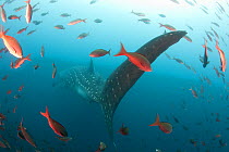 Whale shark (Rhincodon typus) Galapagos Islands., Darwin Island and Arch, Galapagos
