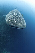 Whale shark (Rhincodon typus) Galapagos Islands., Darwin Island and Arch, Galapagos