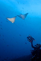 MR Diver filming Spotted Eagle Rays (Aetobatus narinari) Galapagos Islands., Darwin Island and Arch, Galapagos