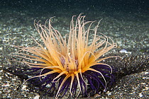 Sand tube anemone (Pachycerianthus) Galapagos Islands.
