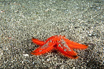 Spined sea star, species unidentified.  Galapagos Islands.