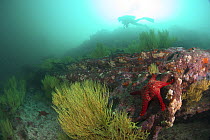 Diver swimming over reef structure.  Panamic Cushion Sea Star (Pentaceraster cumingi)  Galapagos Islands.