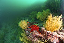 Panamic Cushion Sea Star (Pentaceraster cumingi) on reef structure. Galapagos Islands.