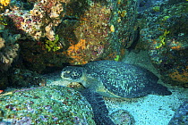 Resting Green sea turtle (Chylonia mydas) Galapagos Islands.