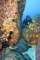 Diver and Green sea turtle (Chelonia mydas) Galapagos Islands. Model released.