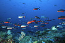 Schooling Pacific creolefish (Paranthias colonus) Galapagos Islands.