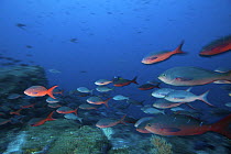 Schooling Pacific creolefish (Paranthias colonus)  Galapagos Islands.