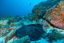 Marbeled stingray (Taeniura meyeni) Galapagos Islands.