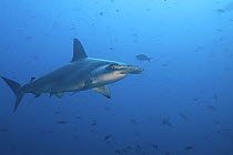 Scalloped hammerhead sharks (Sphyrna lewini) Galapagos Islands.