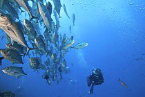 Diver with large school of Bigeye jack (Caranx sexfasciatus)  Galapagos Islands, January 2012. Model released.