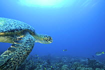 Green sea turtle (Chelonia mydas) Galapagos Islands.