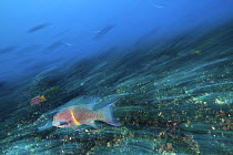 Hogfish (Bodianus diplotaenia) blurred motion photograph, swimming, Galapagos Islands.