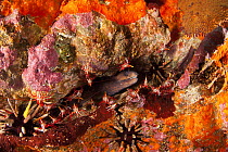 Moray Eel (Gymnothorax prasinus) with Rock shrimps (Lysmata sp) in urchins and sponge encrusted rocks.  Galapagos Islands.