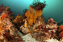 Pacific seahorse (Hippocampus ingens) in colorful reef in Galapagos Islands. Vulnerable species.