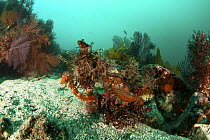 Pacific seahorse (Hippocampus ingens) in colorful reef in Galapagos Islands, Vulnerable species.