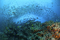 School of Black striped Salema (Xenocys jessiae) and Yellow tail Surgeonfish (Prionurus laticlavius) Galapagos Islands..