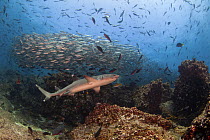 White-tip reef sharks (Triaenodon obesus) and school of Black Striped Salema (Xenocys jessiae) Galapagos Islands.