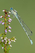 Azure damselfly (Coenagrion puella) covered in water droplets resting on heather, Westhay, Somerset Levels, Somerset, UK, August.