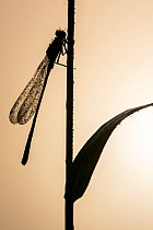 Blue tailed damselfly (Enallagma cyathigerum) silhouetted on reed, early morning dew, Tamar Lakes, Cornwall, UK, July.