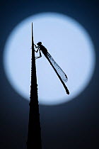 Blue tailed damselfly (Enallagma cyathigerum) silhouetted against the moon, Tamar Lakes, Cornwall, UK, July.