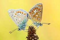 Common blue butterfly (Polyommatus icarus) pair mating on grass head, Collard Hill, Somerset, UK, August.