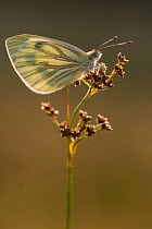 Green-veined white butterfly (Artogeia / Pieris napi) resting on reed in late evening light, Volehouse Moor, Devon, UK, July.