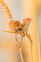 Harvest mice (Micromys minutus) on wheat stems, Devon, UK, July. Captive. Not available for Greetings card and Notelets till 24/08/16.