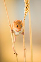 Harvest mouse (Micromys minutus) on wheat stem feeding, Devon, UK, July. Captive.