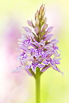 RF- Common spotted orchid (Dactylorhiza fuchsii) flower, Collard Hill, Somerset, UK, June. (This image may be licensed either as rights managed or royalty free.)