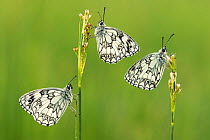 Three Marbled white butterflies (Melanargia galathea) resting on reeds, Devon, UK, July.