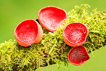 Scarlet elf cup fungus (Sarcoscypha sp) on branch, Cornwall, UK, May.