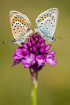 Silver-studded blue butterfly (Plebejus argus) pair mating, resting on a Pyrimidal orchid (Anacamptis pyramidalis) flower, Gwithian Towans, Cornwall, UK, July.