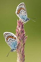 Two Silver studded blue butterflies (Plebejus argus) resting on a grass head, Gwithian Towans, Cornwall, UK, July.
