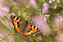 Small tortoiseshell butterfly (Aglais urticae) resting on heather, Westhay, Somerset Levels, UK, August.