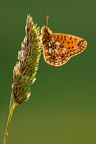 Small pearl bordered fritillary butterfly (Boloria selene) resting on grass, backlit underwing, Marsland Mouth, North Devon, UK, June.