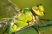 Southern hawker dragonfly (Aeshna cyanea) close-up of head and body, Broxwater, Cornwall, UK, JUly 2012.