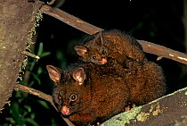 Australian Brush-tailed Possum (Trichosurus vulpecula) invasive species,  adult with young perched on back. Golden Bay, South Island, New Zealand.